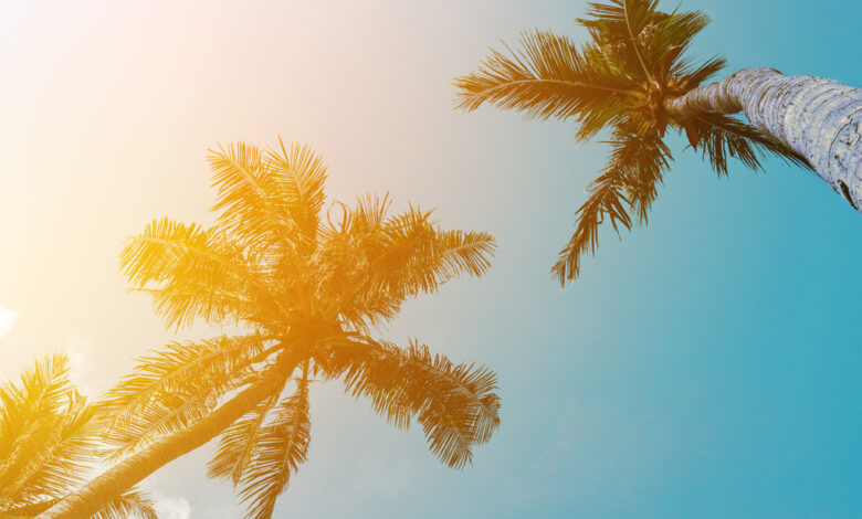 southern california, california, sun, palm trees